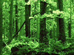 Image of a forest filled with green trees and other vegetation