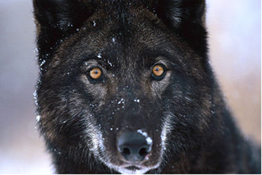 Image of a brownish black wolf with some snow on its fur, its yellow eyes looking straight at you